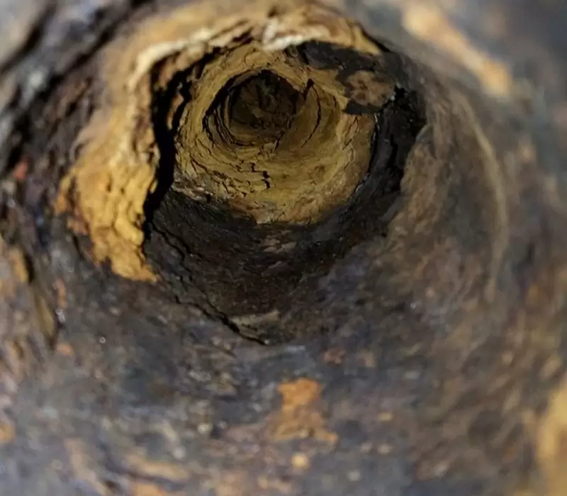 Carbonado-Sewer-Scope