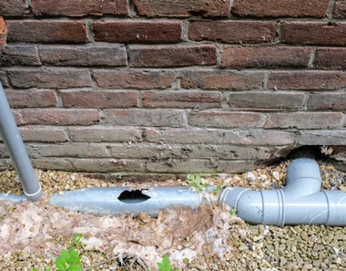 Seattle Roots in Sewer Lines